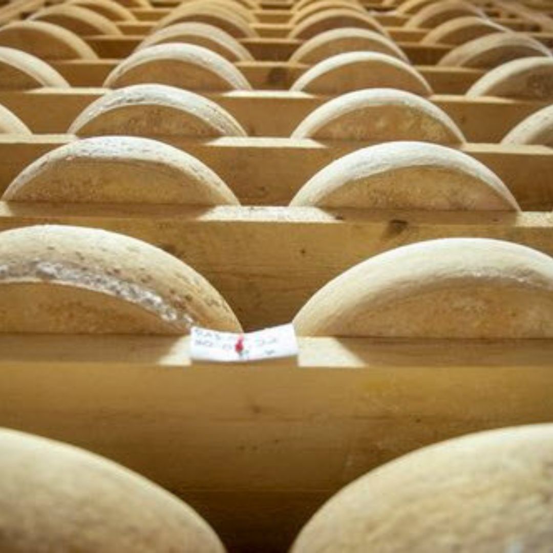 Jasper Hill Alpha Tolman